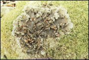 U większości gatunków pawężnicy (Peltigera) komponent glonowy plechy stanowią prymitywne sinice (Cyanophyta)