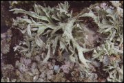 Odnożyca jesionowa (Ramalina faxinea) - typowy porost krzaczkowaty