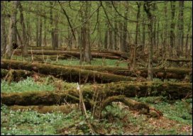 „Laboratorium” przyrody - fragment lasu w Białowieskim Parku Narodowym, podlegający naturalnym procesom obumierania i odnawiania drzewostanu