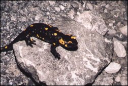 Salamandra plamista zimująca w głębi sztolni w Tatrach