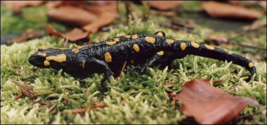 Salamandra plamista - zwierzę, które użyczyło swej nazwy naszemu Towarzystwu