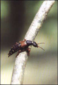 Jeden z ciekawiej ubarwionych chrząszczy z rodzaju Staphylinus