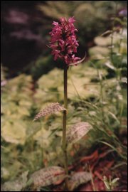 W maju na wilgotnych łąkach możemy napotkać purpurowo kwitnące rośliny z rodzaju storczyk
