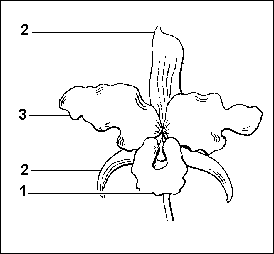Schemat kwiatu storczyka