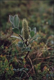 Wierzba lapońska (Salix lapponum)