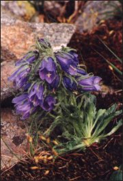 Dzwonek alpejski (Campanula alpina)