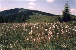Torfowiska z wełniankami to często spotykany element krajobrazu polan górskich