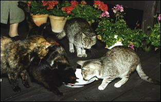 W większych grupach kotów powstaje hierarcha społeczna