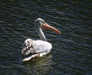 Wbrew pozorom, w Polsce również można spotkać pelikany