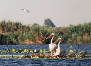Para pelikanów różowych w delcie Dunaju w Rumunii