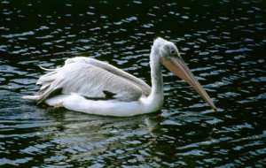 Do Polski czasami zalatuje także pelikan kędzierzawy