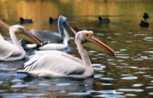 W okresie godowym na głowie pelikana baby pojawia się charakterystyczne zgrubienie