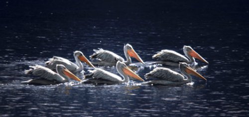 Pelikany lubią polować w grupach