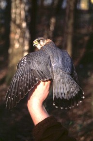 Najmniejszy europejski ptak drapieżny, drzemlik, został wypuszczony na wolność, gdy tylko uzyskał pełną sprawność