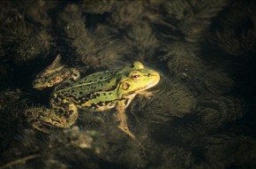 Samce żab jeziorkowych w okresie godowym przybierają kanarkową barwę