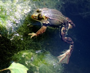 Dzięki dużym stopom i palcom połączonym błoną pływną żaby zielone dobrze pływają