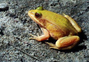 Przy niedostatku odpowiedniego barwnika ciało żab zielonych może zmienić kolor