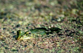 Żaby polują z zasadzki, na przykład unosząc się na powierzchni wody