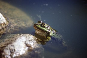 Rozpoznanie w terenie, do jakiej formy należy obserwowana żaba jest trudne nawet dla specjalistów