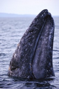 Tylko uważny obserwator dostrzeże maleńkie oko na głowie pływacza szarego (Eschrichtius robustus), nazywanego też walem szarym (z ang. gray whale)