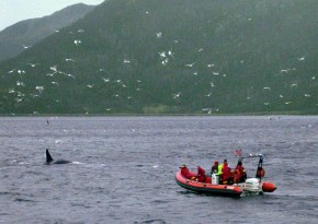 Bliskie spotkania z orkami w fiordach północnej Norwegii