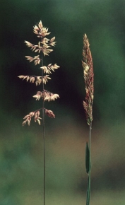 Wiecha kłosówki wełnistej, podobnie jak większości innych traw, w czasie kwitnienia wygląda zupełnie inaczej niż tuż po wykłoszeniu