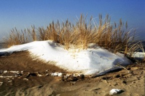 Niewątpliwą ozdobą nadmorskich wydm są rosnące na nich okazałe trawy. Jedną z nich jest piaskownica zwyczajna (Ammophila arenaria).