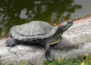 W ciągu dnia żółwie czerwonolice bardzo chętnie wygrzewają się na słońcu, jednak zawsze w pobliżu wody
