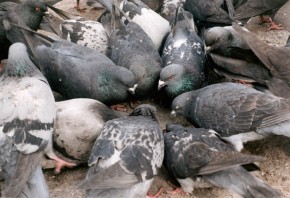 Gołębie często muszą rywalizować o rzucane okruchy chleba