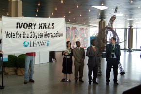 Wystąpienie delegacji Kenii w sprawie wprowadzenia dwudziestoletniego moratorium na handel kością słoniową
