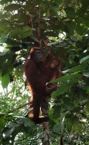 Populacja orangutanów w rezerwacie Semenggoh na Borneo została odtworzona w wyniku ich reintrodukcji. Orangutaniątka rodzące się na wolności świadczą o powodzeniu tego programu.