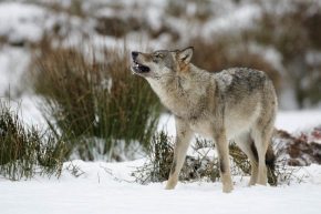 Wycie wilków jest jednym ze sposobów oznaczania terytorium, a także komunikowania się poszczególnych osobników w stadzie. Służy też m.in. przekazywaniu informacji o zdobytym pożywieniu.