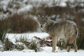 Zimą, gdy gruba pokrywa śnieżna utrudnia normalne poruszanie się, wilki chętnie korzystają z padliny, nie tracąc energii na polowanie