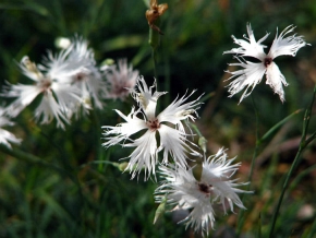 Kwiaty goździka piaskowego wydzielają jeden z piękniejszych zapachów w świecie roślin