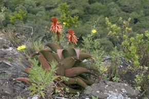 Czerwonokwitnący aloes (Aloe elgonica) to jedna z charakterystycznych roślin masywu Mount Elgon
