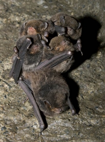 Owadożerne podkasańce (Miniopterus sp.) to najmniejsze nietoperze zamieszkujące jaskinie Mount Elgon
