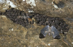Jedna z grup owocożernych rudawek nilowych (Rousettus aegyptiacus) w zagłębieniu stropu jaskini Kitum