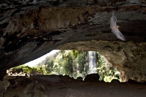 Jaskinia Makingeni - jedna z unikatowych jaskiń Parku Narodowego Mount Elgon, wykuta przez słonie i zamieszkiwana przez tysiące nietoperzy