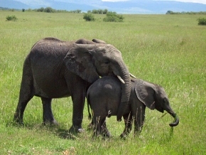 Te słoniki afrykańskie mogą się jeszcze czuć bezpieczne. Starsze osobniki, o większych ciosach, codziennie giną z rąk kłusowników, by zaspokoić popyt na kość słoniową.