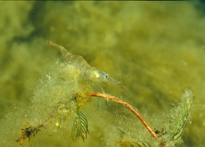 Ta przezroczysta bałtycka krewetka to typowy mieszkaniec podwodnych zarośli