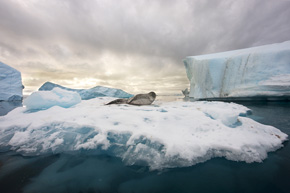 Lamparty morskie większość czasu spędzają poza wodą. Wiele godzin leniwie wylegują się na dryfujących po wodach Antarktyki fragmentach gór lodowych