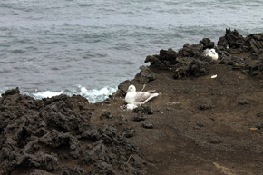Fulmary zwyczajne (Fulmarus glacialis) gniazdujące tuż na krawędzi urwistych klifów