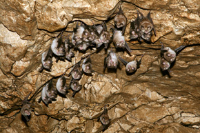 Podkowce śródziemnomorskie z zainteresowaniem przyglądają się polskim badaczom w jaskini koło miejscowości Risan