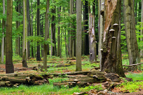 Przeważającym zbiorowiskiem leśnym Lasu Murckowskiego jest kwaśna buczyna niżowa