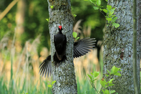 Ptaki przybierają różne pozy, stroszą czerwone czapeczki, rozkładają skrzydła, wyciągają w górę szyje i dzioby, aby w tej pozycji zastygnąć na dłuższą chwilę