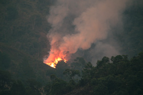 Pozostałości lasów deszczowych na Madagaskarze wciąż są wypalane pod prymitywne uprawy. Zdarza się to nawet w parkach narodowych