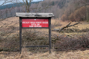 Nowy wygląd łęgu olszowo-jesionowego – siedliska priorytetowego, jednego z przedmiotów ochrony obszaru Natura 2000 Dolina Krowianki