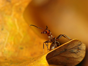 Wiele zwierząt zaczyna przygotowania do zimy jeszcze przed nastaniem mrozów. Nie inaczej czynią niektóre gatunki mrówek. Odżywiając się intensywniej, gromadzą rezerwy w ciele tłuszczowym, które pomaga im przetrwać niekorzystny czas bez konieczności zdobywania pokarmu