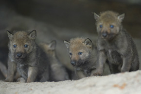 Małe wilczki otwierają oczy po 12–15 dniach