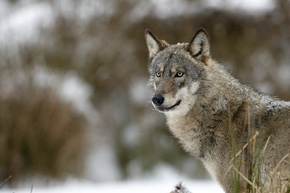 Futro wilków doskonale chroni je przed zimnem i wilgocią